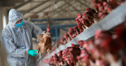 Gripe aviar “Gran preocupación” en la OMS.-El Mundo