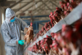 Gripe aviar “Gran preocupación” en la OMS