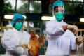 Gripe aviar puede empezar a extenderse de persona a persona/NodixInformativo